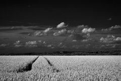 A Wheat Field