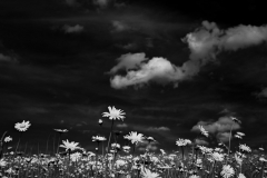 Daisies