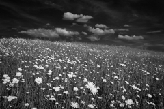 Daisies