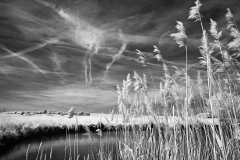 Reeds