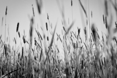 Grass Jungle