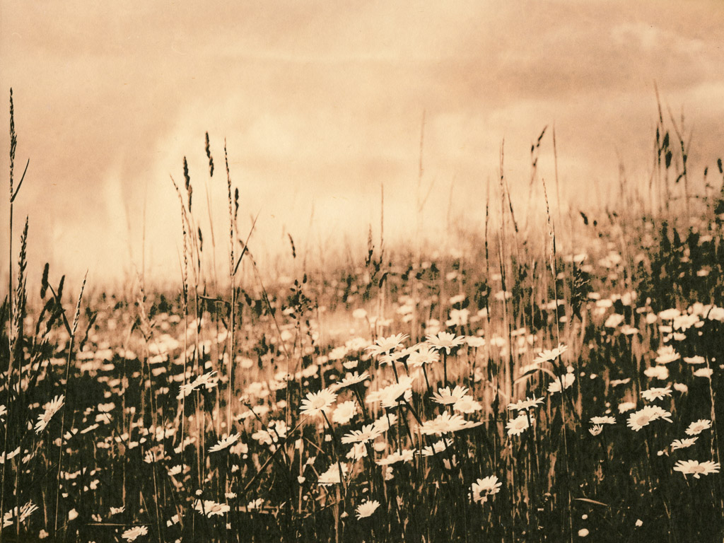 Daisies - a lith print using the Ansco 70 developer
